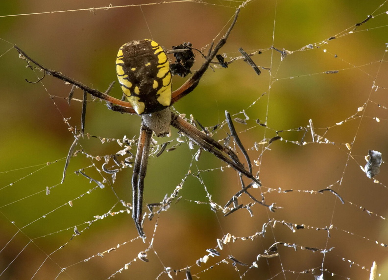 Spider dealing with ash on its web, Oregon, USA